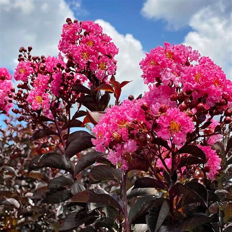 Magical Darkness Crapemyrtle: Bringing Elegance to Your Outdoor Space